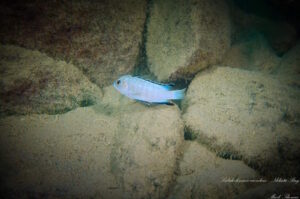 Labidochromis caeruleus 'Nkhata Bay'